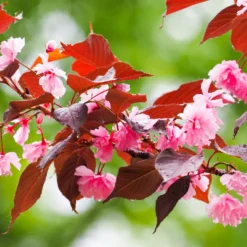 Japanische Blütenkirsche ‘Royal Burgundy’ - Blüten und rotes Laub