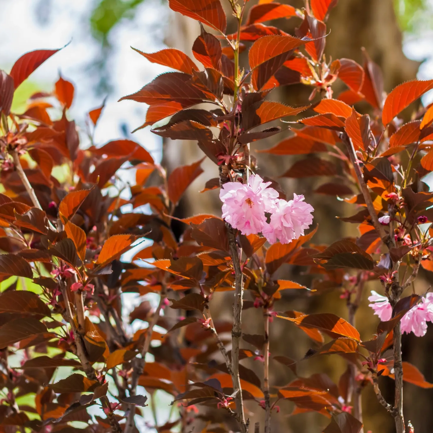 Japanische Blütenkirsche ‘Royal Burgundy’ - Blüten und rotes Laub
