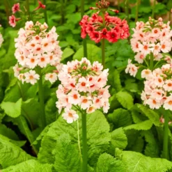 Japanische Etagenprimel Apple Blossom - Blüten in Etagen