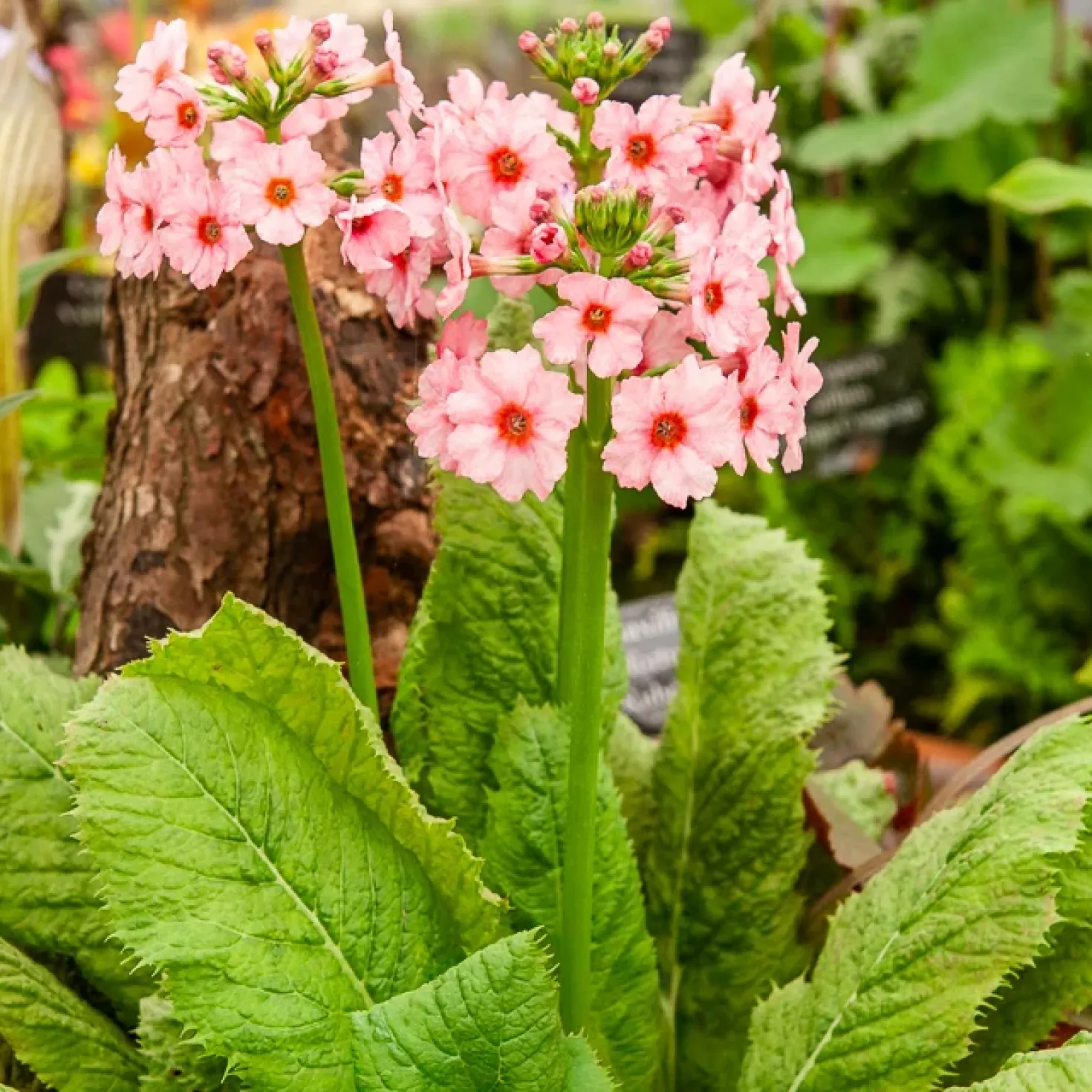Japanische Etagenprimel Apple Blossom - Blüten in Etagen