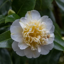 Japanische Kamelie ‘Brushfields Yellow’ - Winterblüher fürs Beet