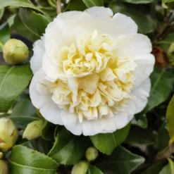 Japanische Kamelie ‘Brushfields Yellow’ - Winterblüher fürs Beet