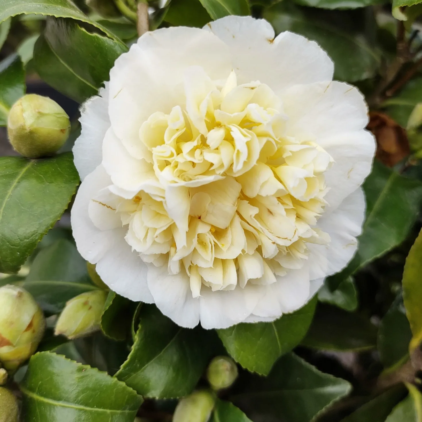 Japanische Kamelie ‘Brushfields Yellow’ - Winterblüher fürs Beet