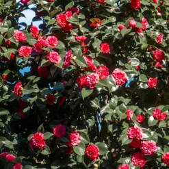 Japanische Kamelie ‘Lady Campbell’ - Rote Blüten im Winter