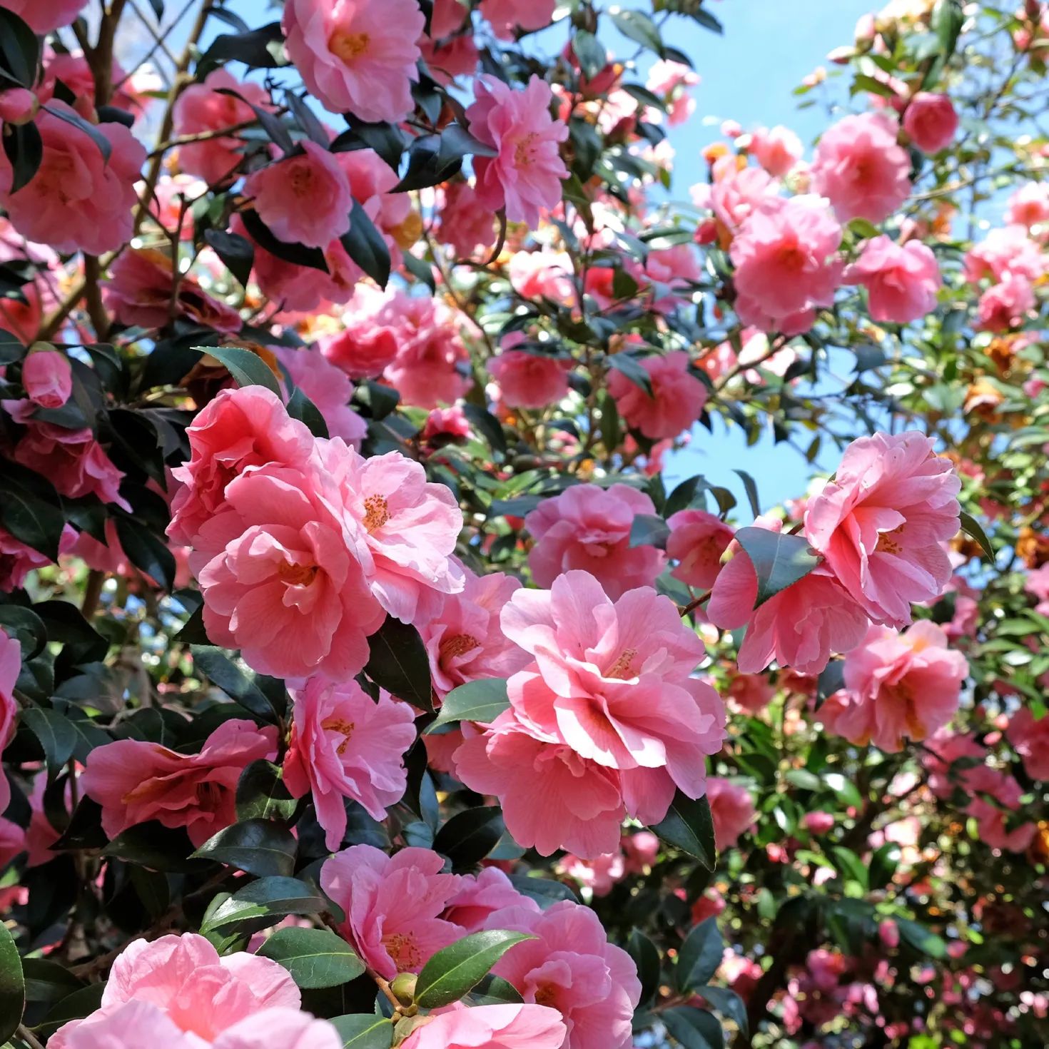 Japanische Kamelie ‘Mathotiana Rosea’ - Winterblüher in Rosa