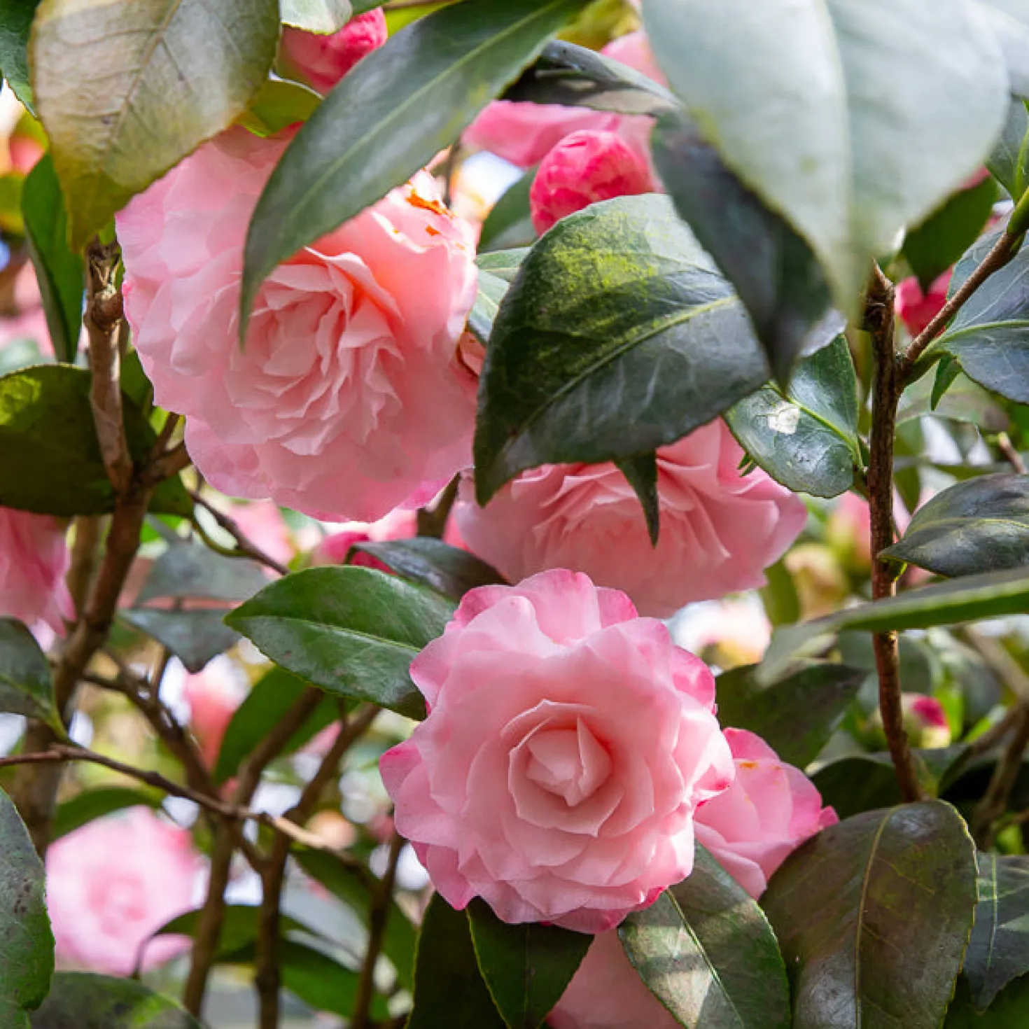 Japanische Kamelie ‘Nuccio’s Pearl’ - Winterblüher fürs Beet