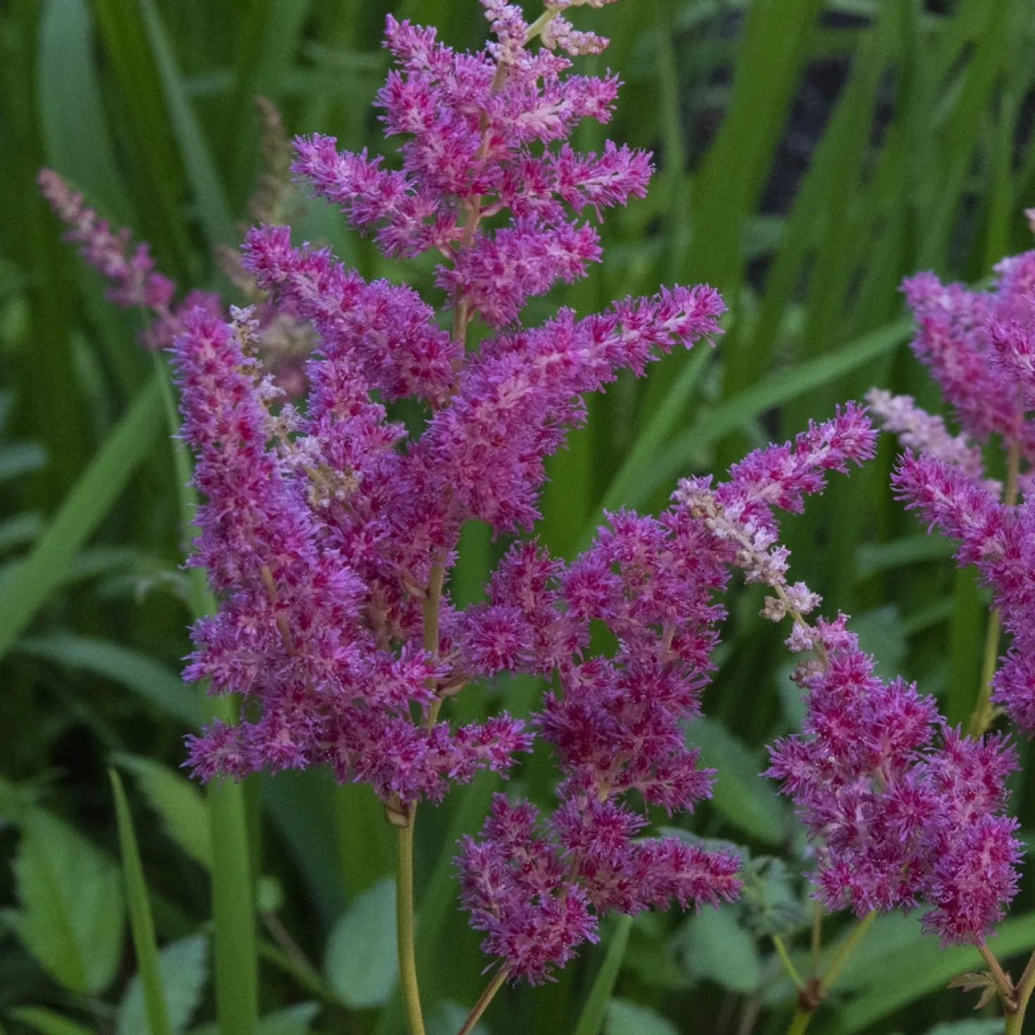 Japanische Prachtspiere Elizabeth van Veen - Farbe für schattige Ecken