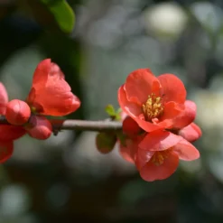 Japanische Quitte Cido - Vitamin-C-Bombe im Garten