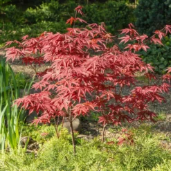 Japanischer Ahorn 'Atropurpureum' - Rotes Laub, sofort im Blick