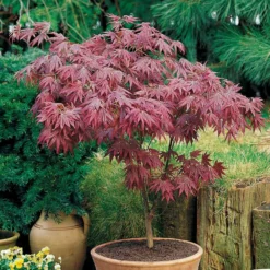 Japanischer Ahorn 'Atropurpureum' - Rotes Laub, sofort im Blick