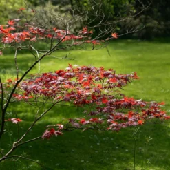 Japanischer Ahorn 'Atropurpureum' - Rotes Laub, sofort im Blick