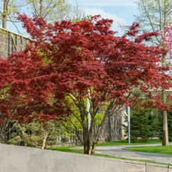 Japanischer Ahorn 'Atropurpureum' - Rotes Laub, sofort im Blick