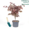 Japanischer Ahorn Bloodgood - Feuerrot den ganzen Sommer