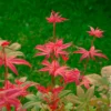 Japanischer Ahorn Deshojo - Feuerrot vom Frühling an