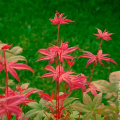 Japanischer Ahorn Deshojo - Feuerrot vom Frühling an