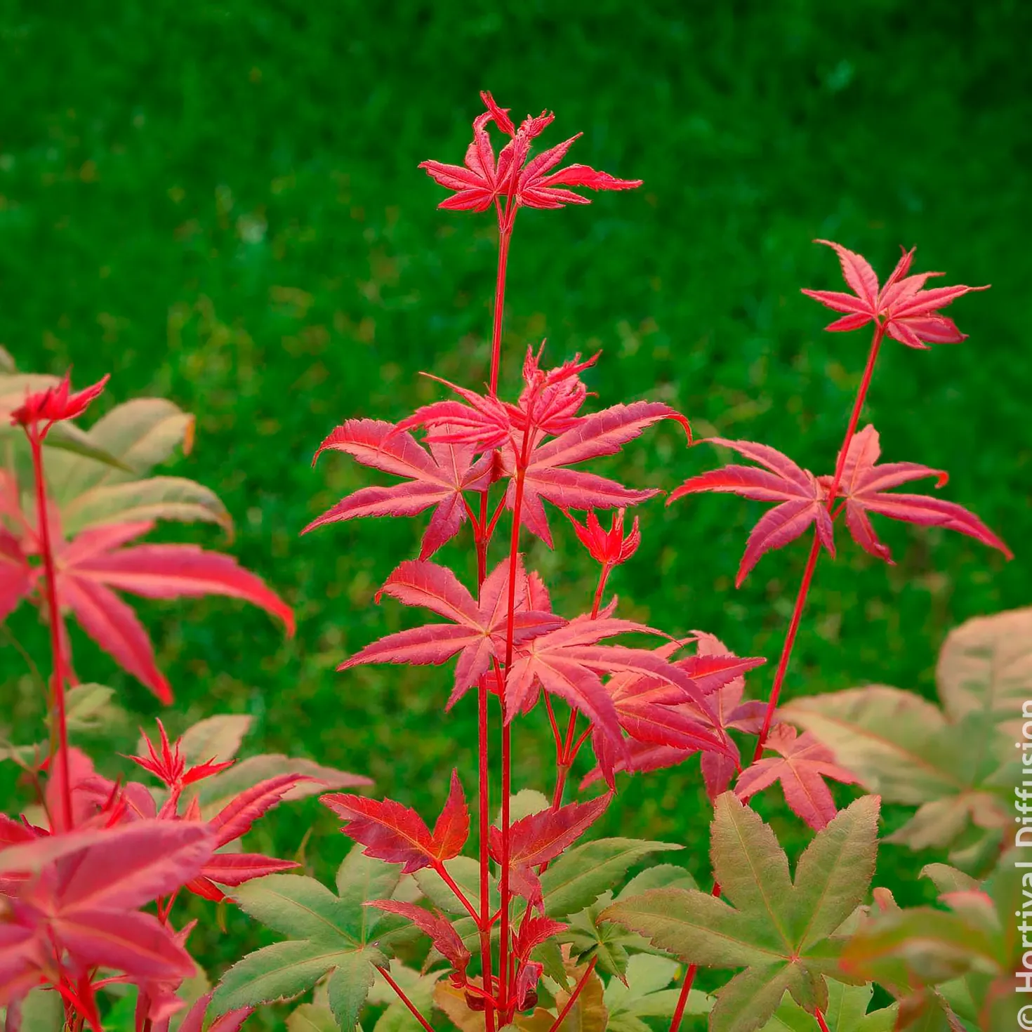 Japanischer Ahorn Deshojo - Feuerrot vom Frühling an