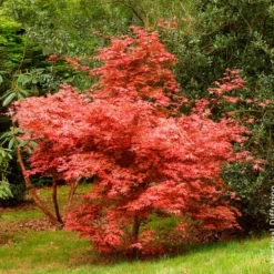 Japanischer Ahorn Deshojo - Feuerrot vom Frühling an