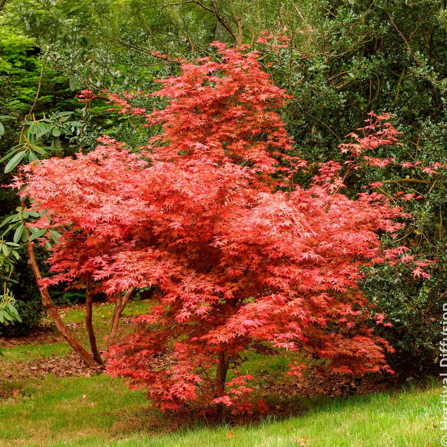 Japanischer Ahorn Deshojo - Feuerrot vom Frühling an