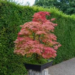 Japanischer Ahorn Deshojo - Feuerrot vom Frühling an