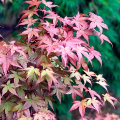 Japanischer Ahorn Deshojo - Feuerrot vom Frühling an