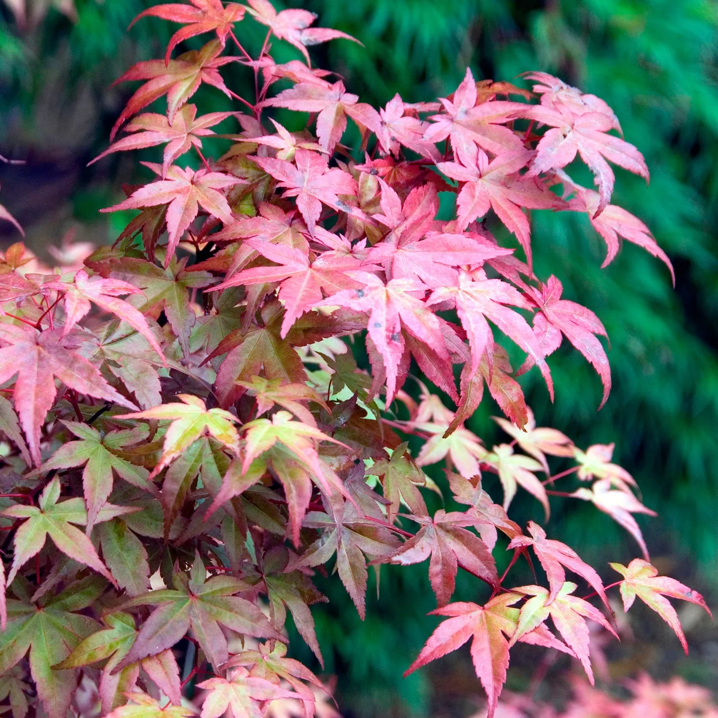 Japanischer Ahorn Deshojo - Feuerrot vom Frühling an