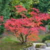 Japanischer Ahorn - Feuerrot im Herbst