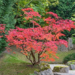 Japanischer Ahorn - Feuerrot im Herbst