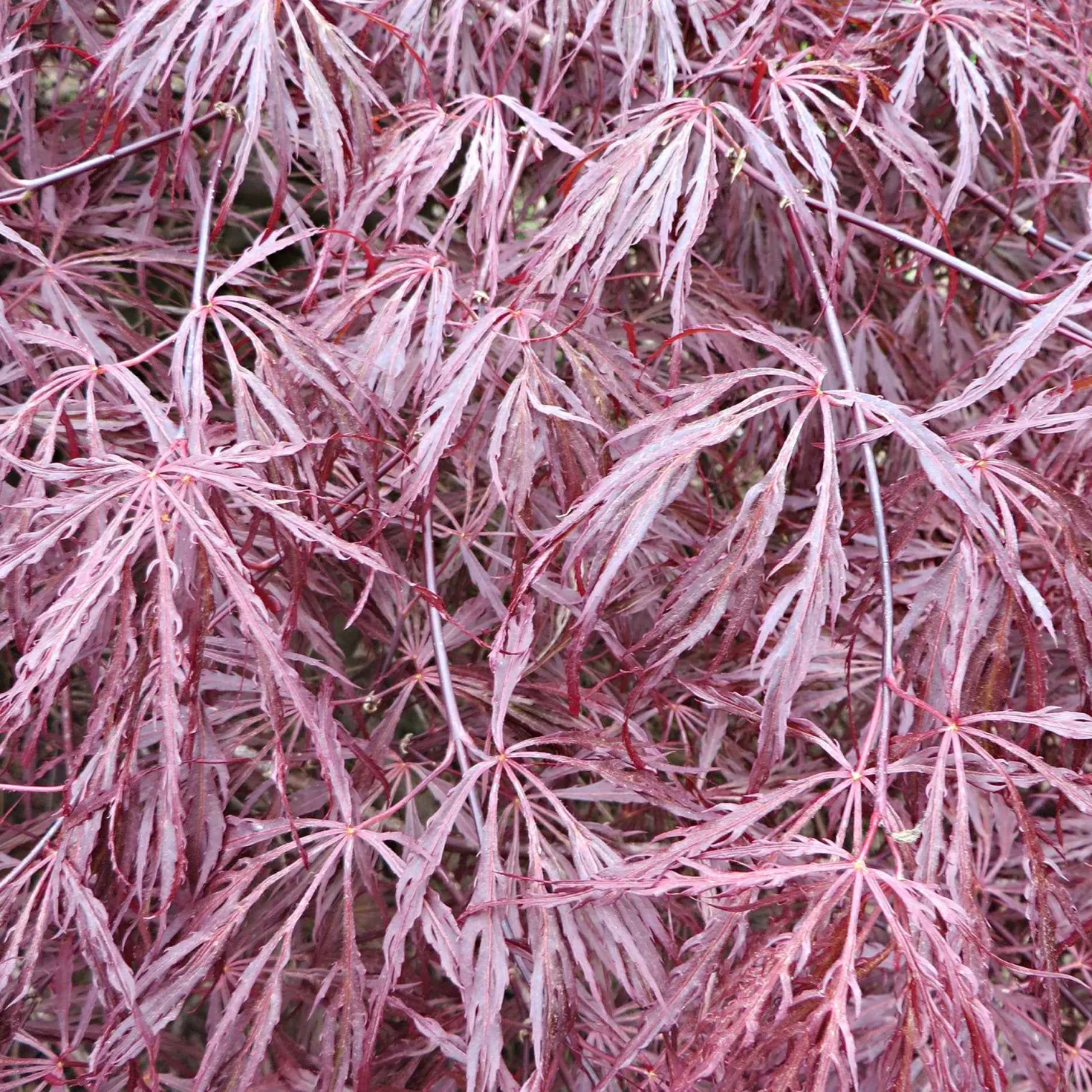 Japanischer Ahorn 'Garnet' - Rotes Laub, sofort Wow