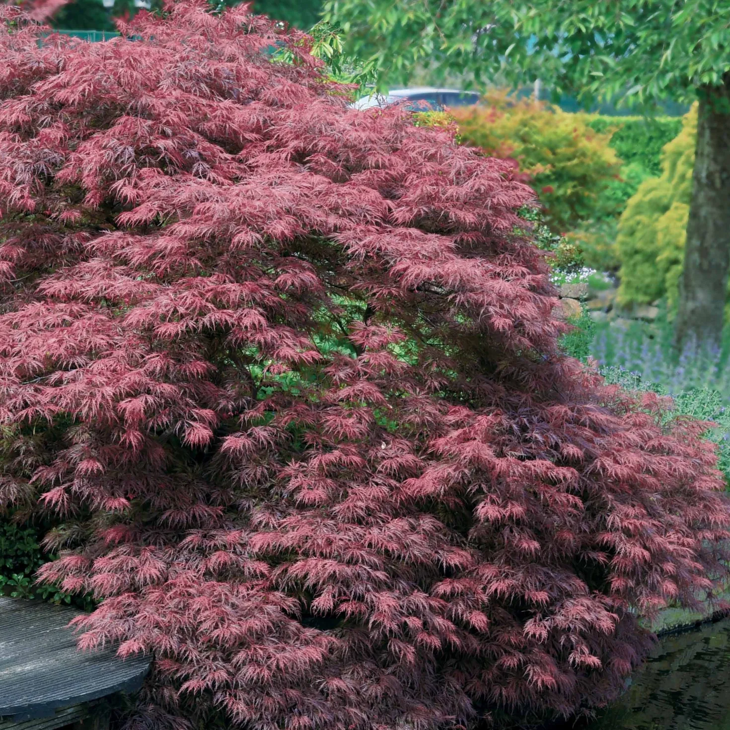 Japanischer Ahorn 'Garnet' - Rotes Laub, sofort Wow