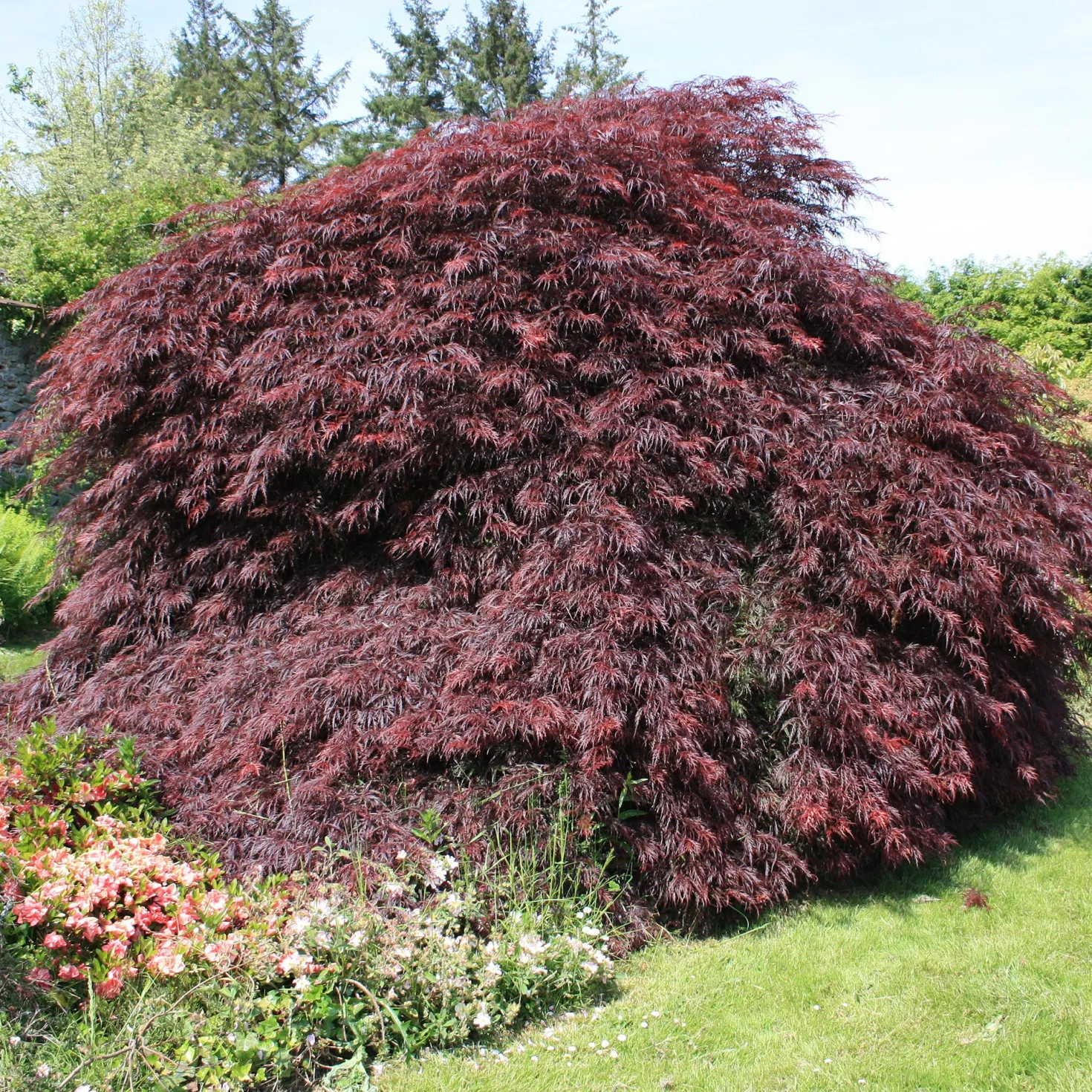 Japanischer Ahorn 'Garnet' - Rotes Laub, sofort Wow