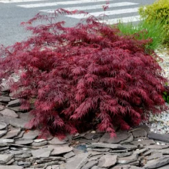 Japanischer Ahorn 'Garnet' - Rotes Laub, sofort Wow