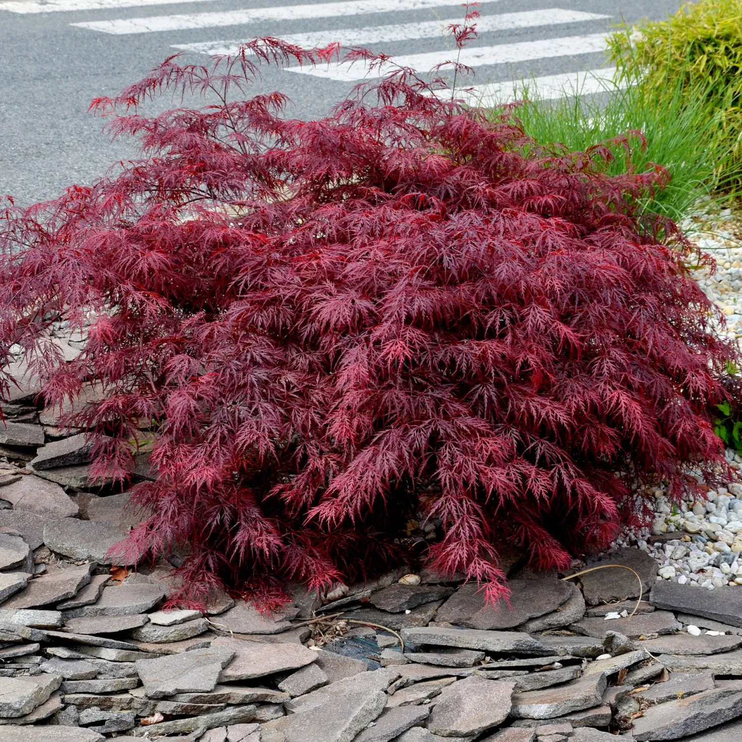 Japanischer Ahorn 'Garnet' - Rotes Laub, sofort Wow