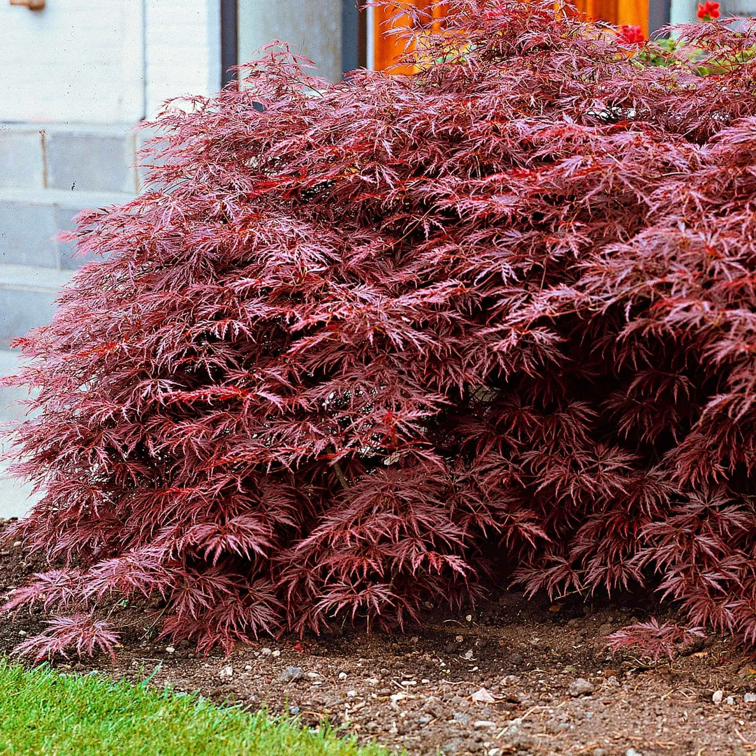 Japanischer Ahorn 'Garnet' - Rotes Laub, sofort Wow