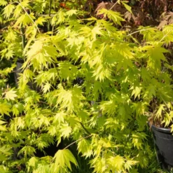 Japanischer Ahorn Jordan - Goldlaub das leuchtet