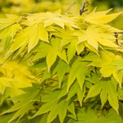 Japanischer Ahorn Jordan - Goldlaub das leuchtet