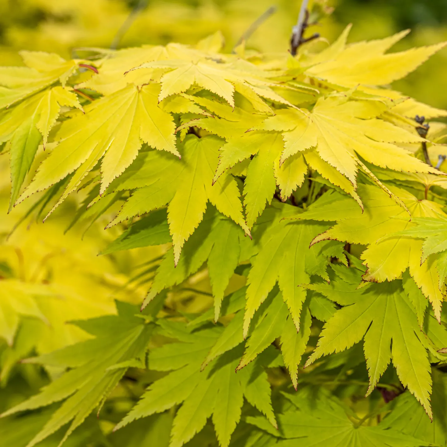 Japanischer Ahorn Jordan - Goldlaub das leuchtet