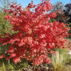 Japanischer Ahorn Osakazuki - Feuerrot im Herbst