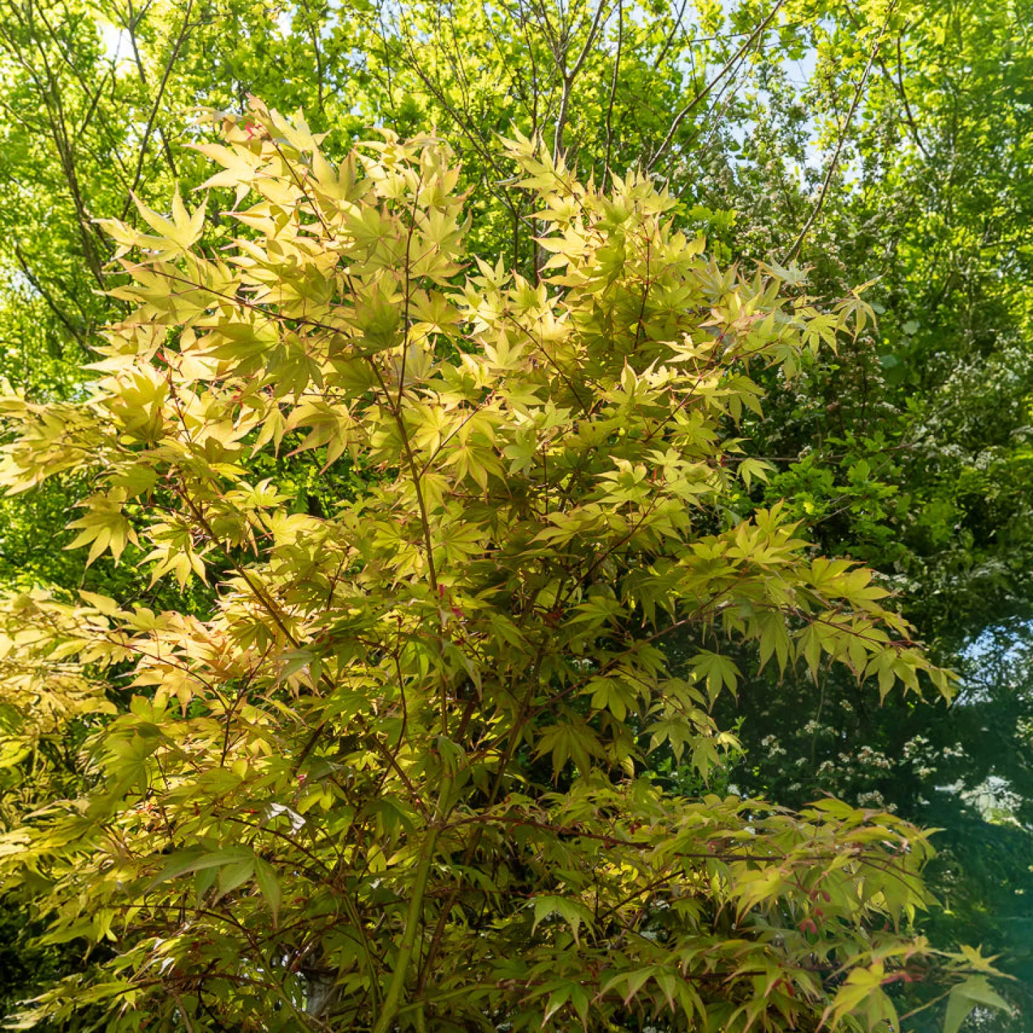 Japanischer Ahorn Osakazuki - Feuerrot im Herbst