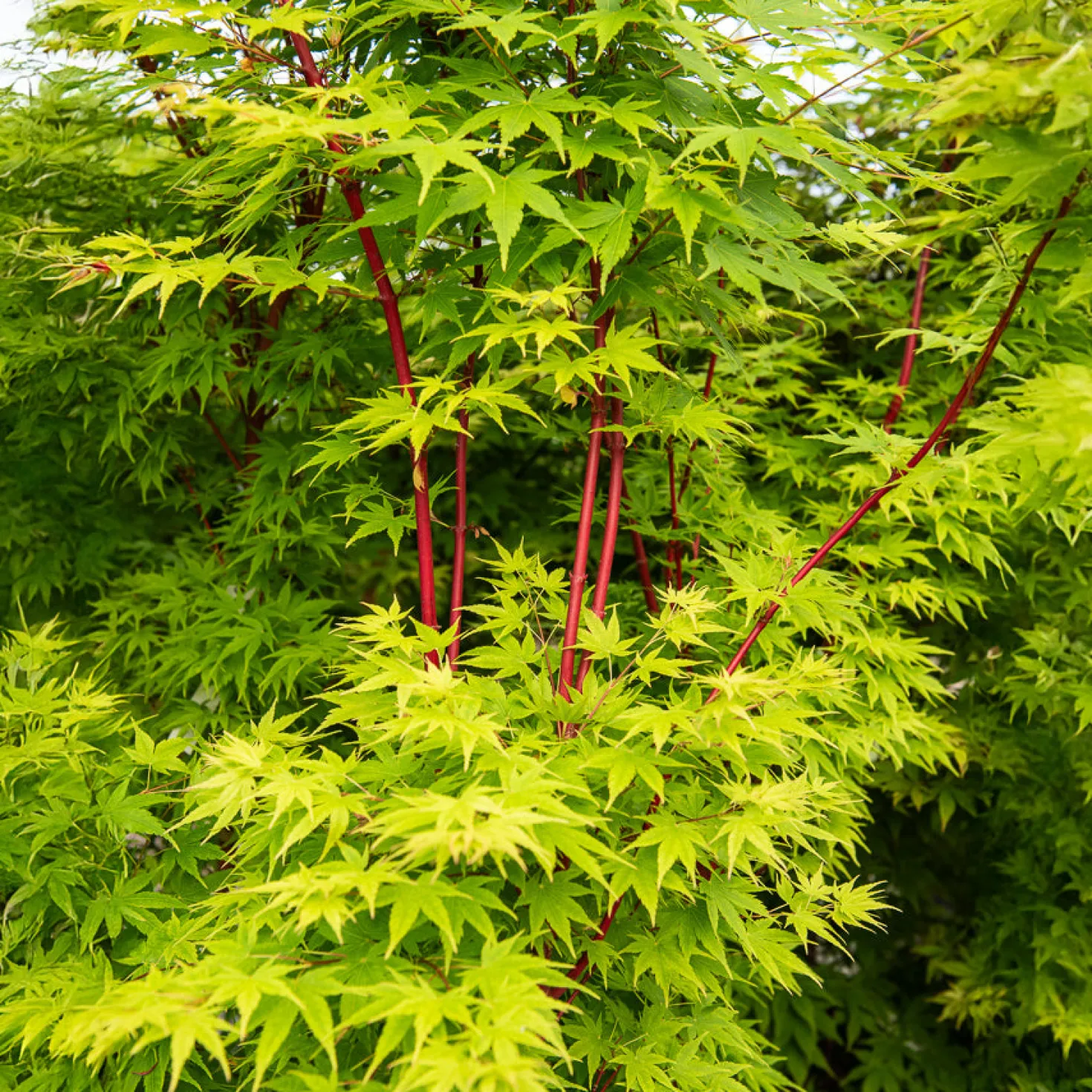 Japanischer Ahorn Sango-kaku - Rote Rinde im Winter