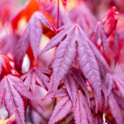 Japanischer Ahorn 'Shaina' - Rotes Blattwunder für kleine Ecken