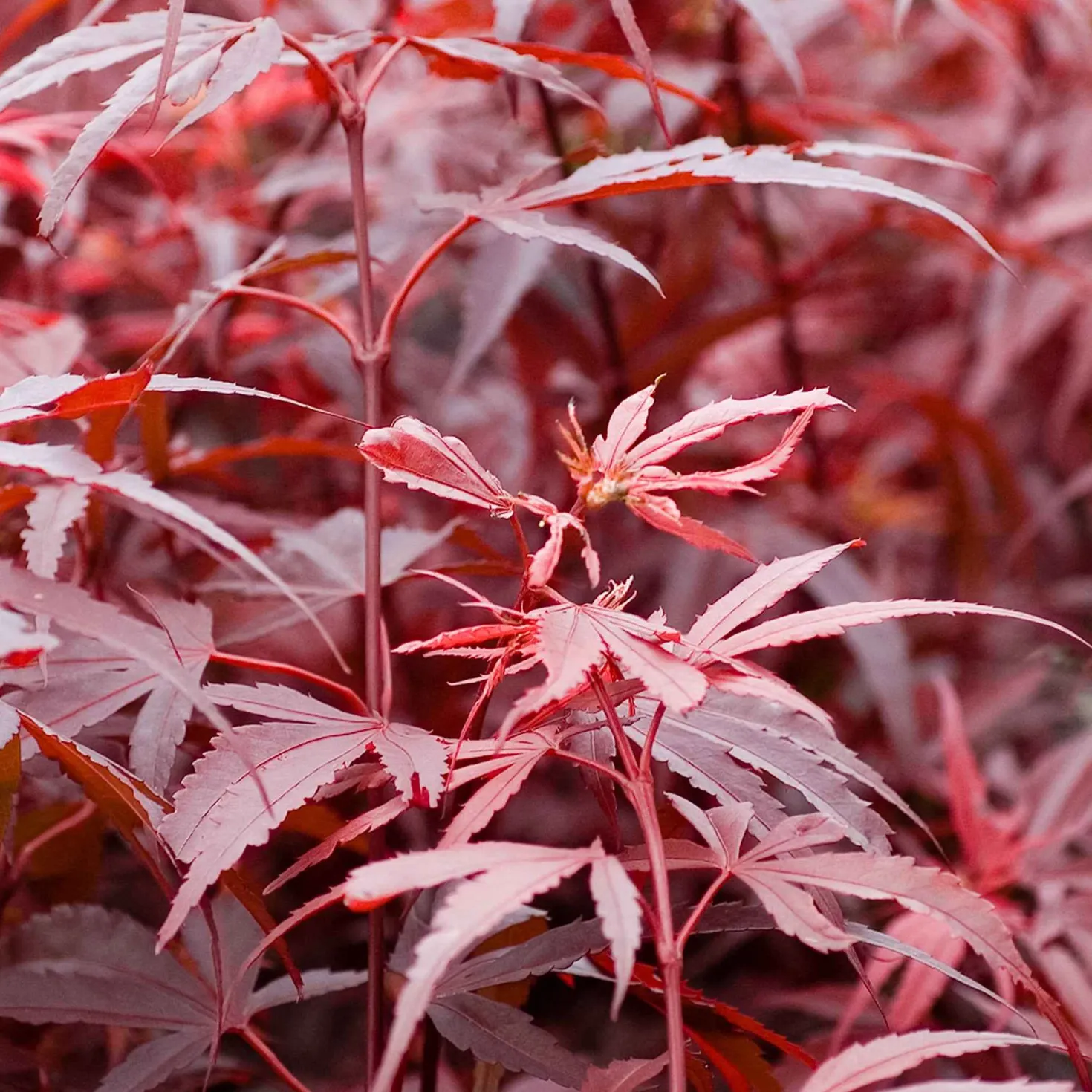 Japanischer Ahorn 'Shaina' - Rotes Blattwunder für kleine Ecken
