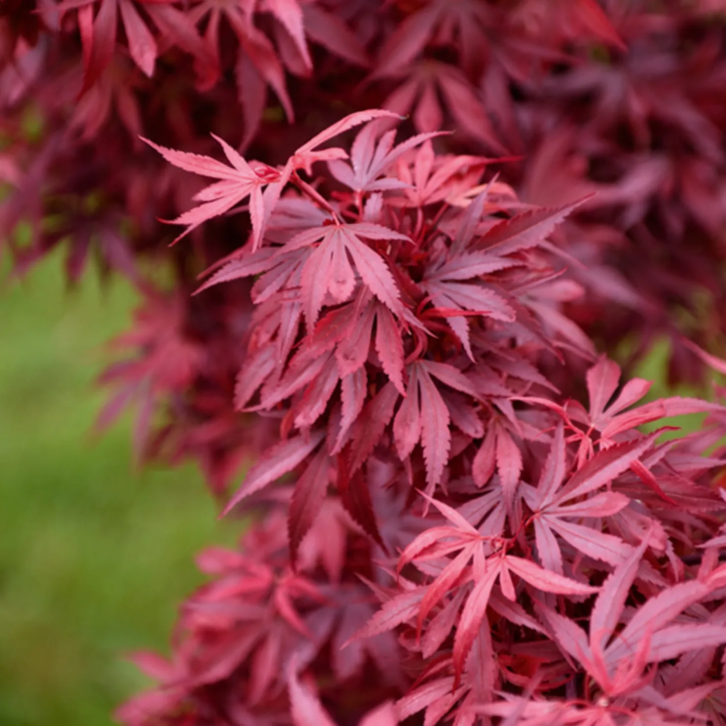 Japanischer Ahorn 'Shaina' - Rotes Blattwunder für kleine Ecken