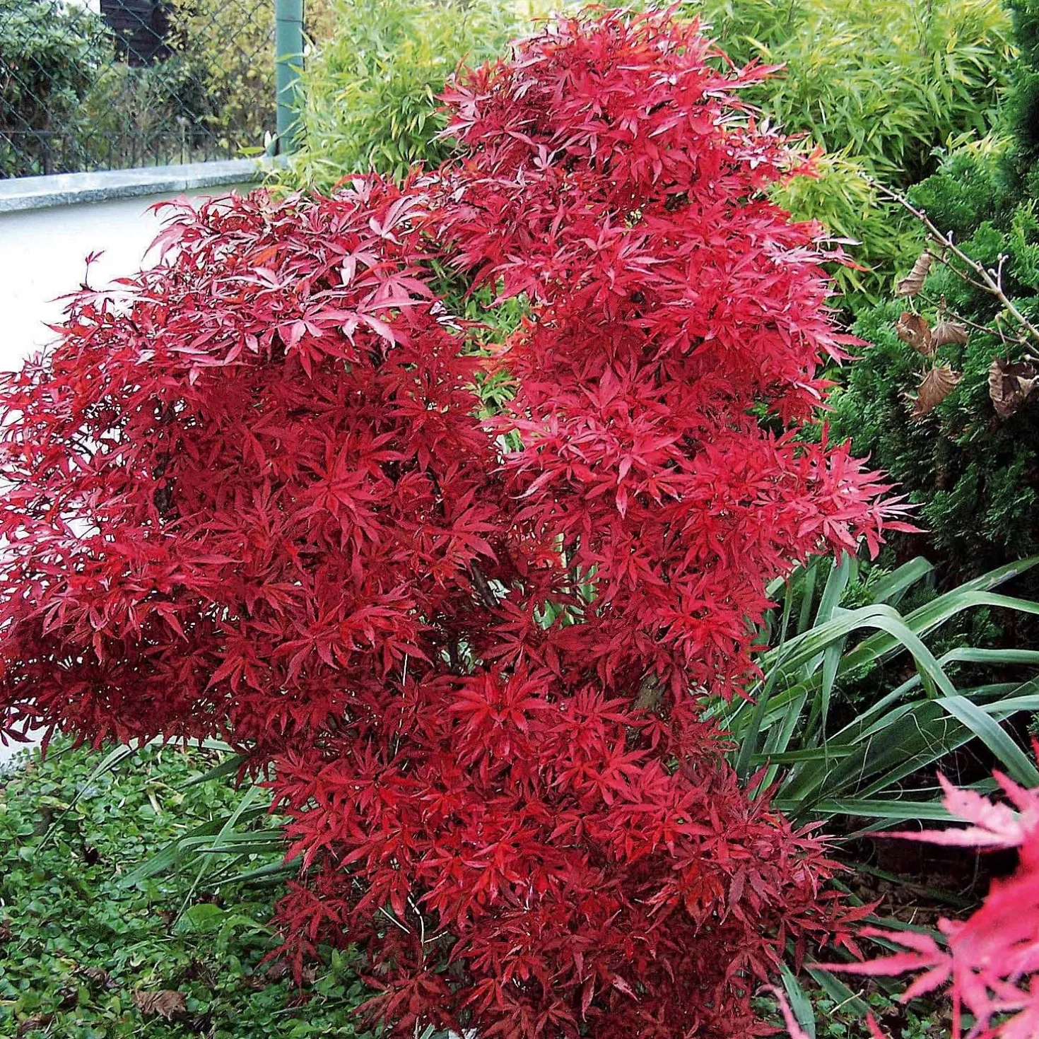Japanischer Ahorn 'Shaina' - Rotes Blattwunder für kleine Ecken