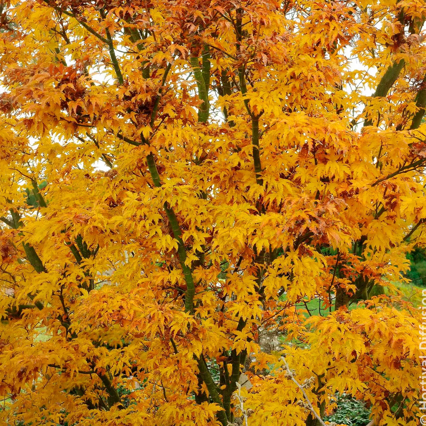 Japanischer Ahorn Shishigashira - Feuriges Laub im Herbst