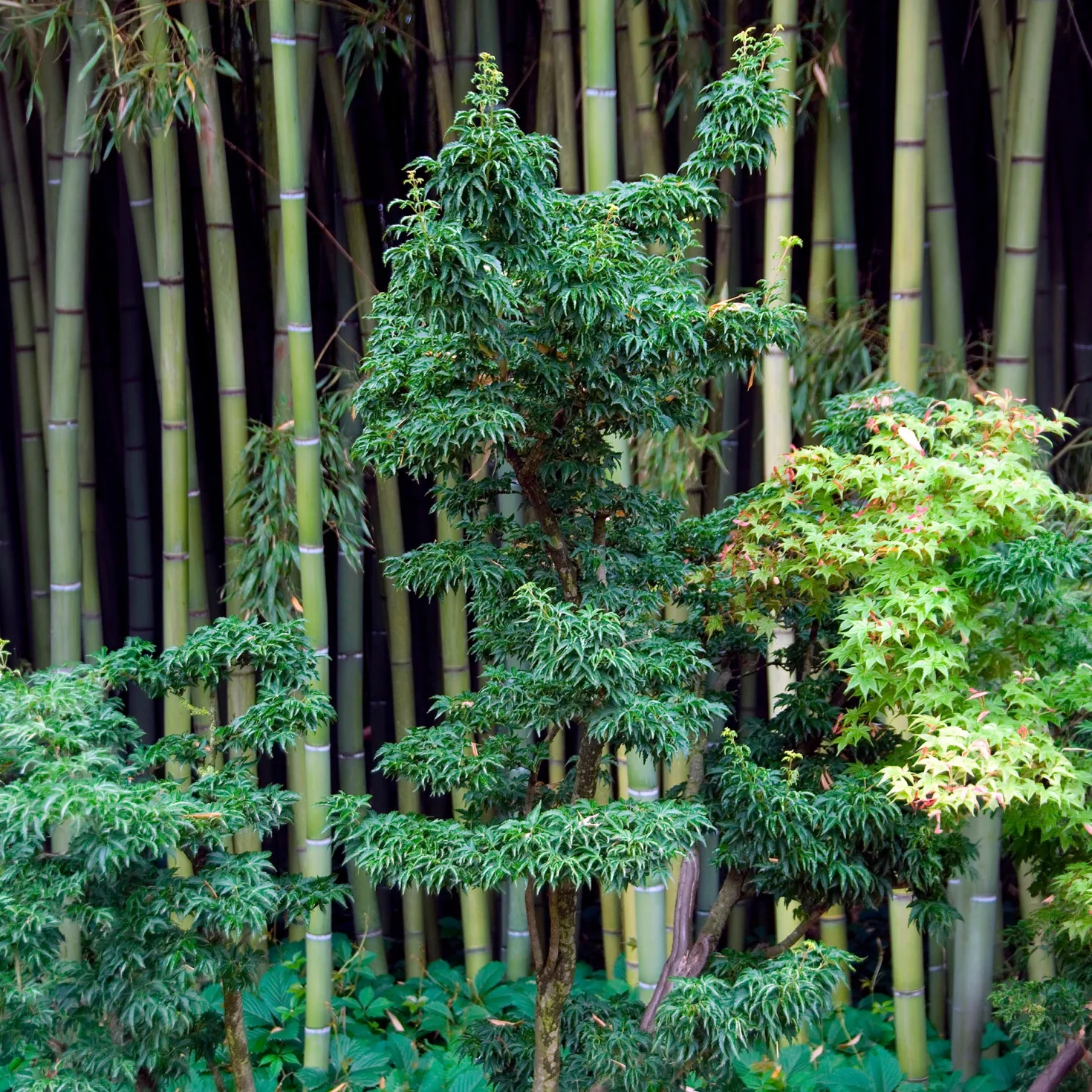 Japanischer Ahorn Shishigashira - Feuriges Laub im Herbst