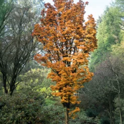 Japanischer Ahorn Shishigashira - Feuriges Laub im Herbst