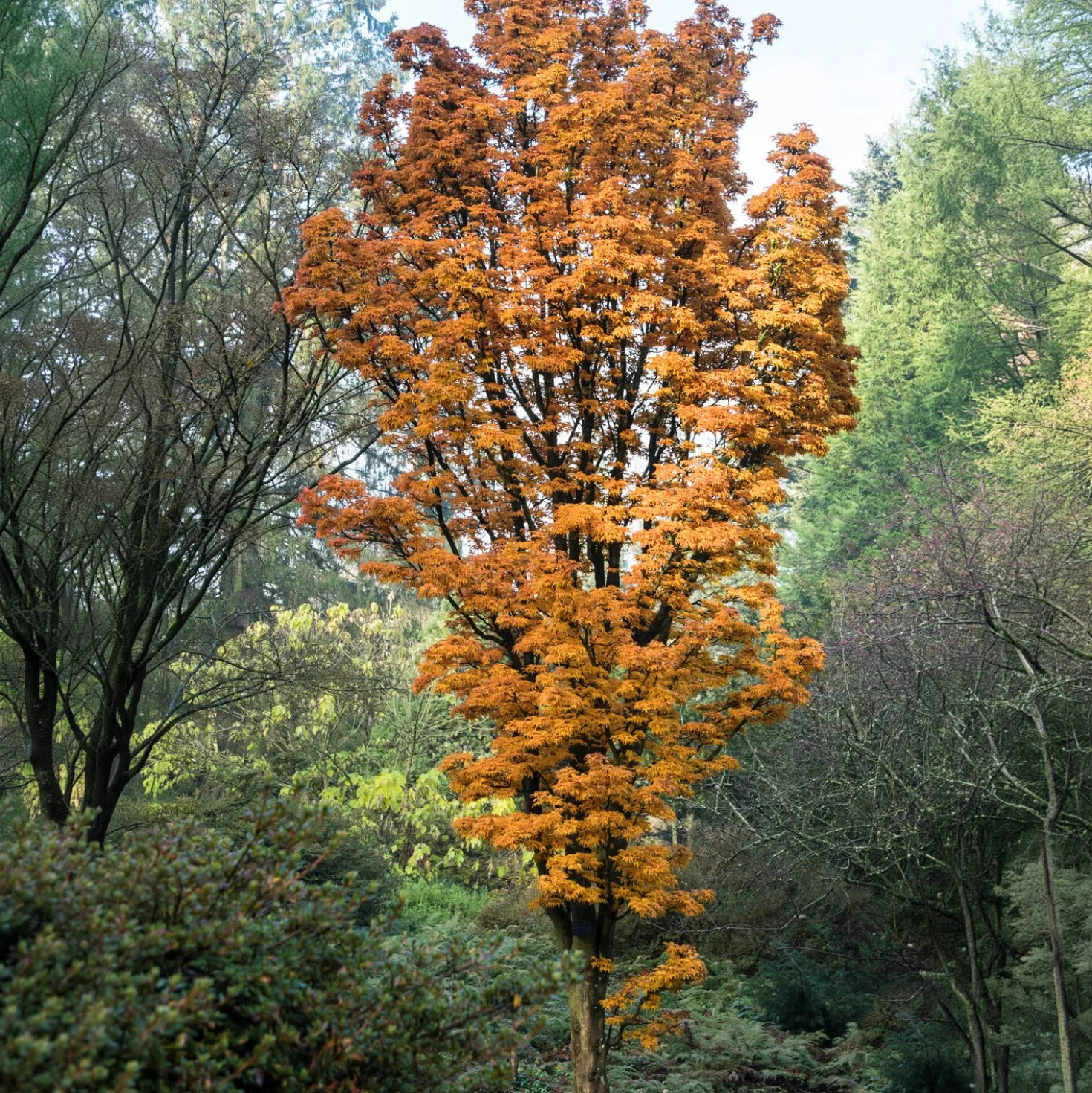 Japanischer Ahorn Shishigashira - Feuriges Laub im Herbst