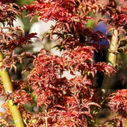 Japanischer Ahorn Shishigashira - Feuriges Laub im Herbst