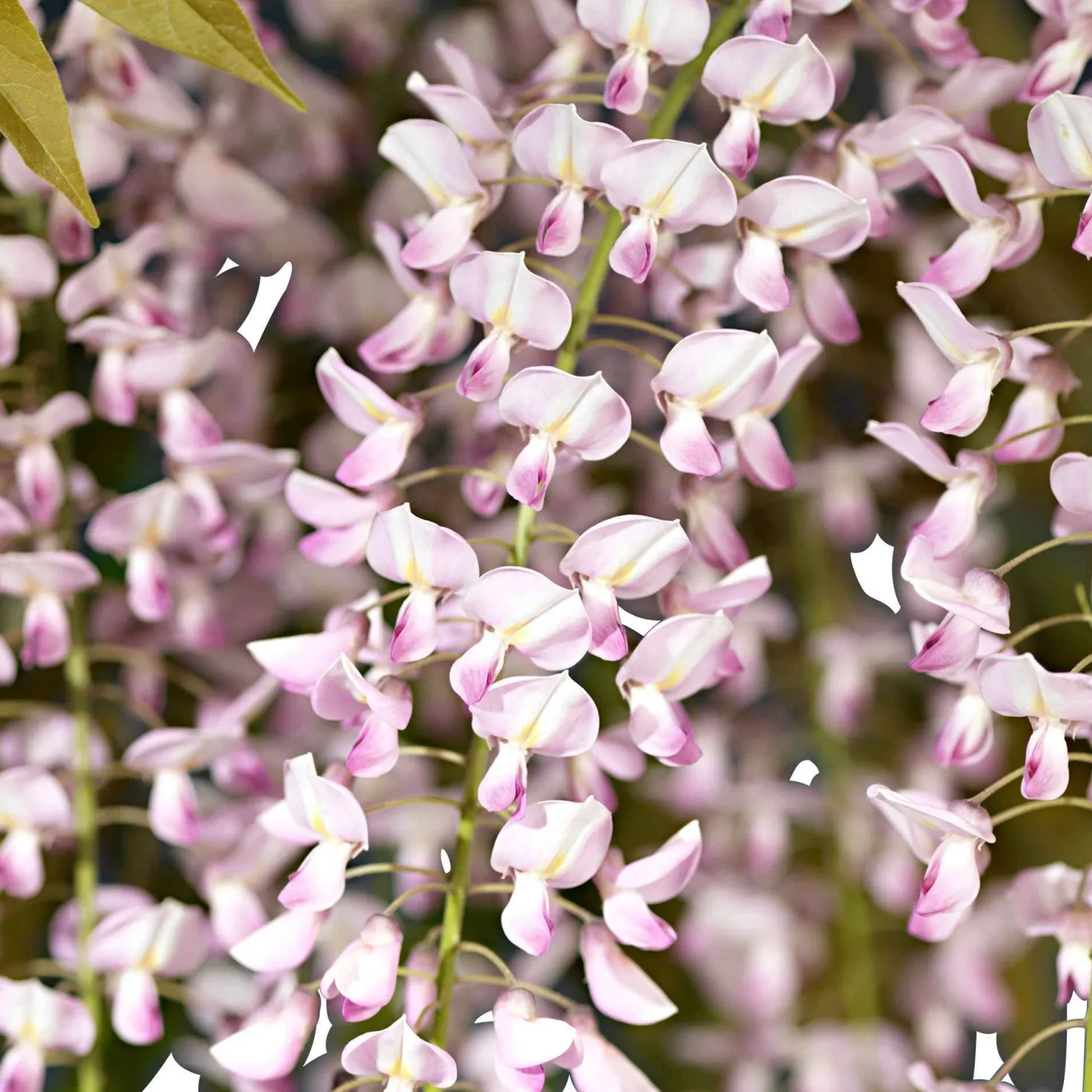 Japanischer Blauregen 'Rosea' - Rosa Blütenregen im Frühling