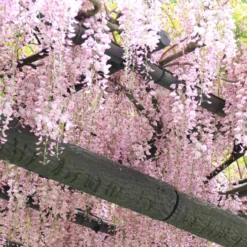 Japanischer Blauregen 'Rosea' - Rosa Blütenregen im Frühling